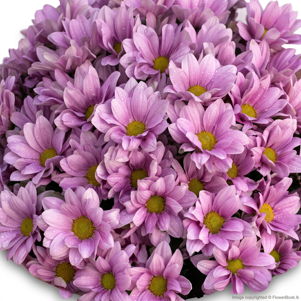Pink Shade Chryshanthimum Bunch 12 Nos
