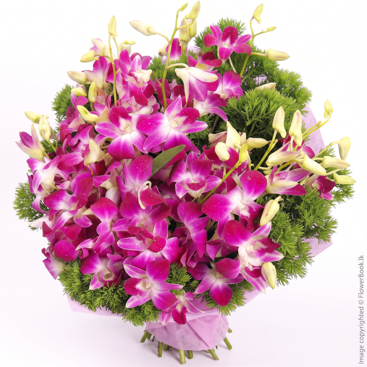 Orchid Celebration