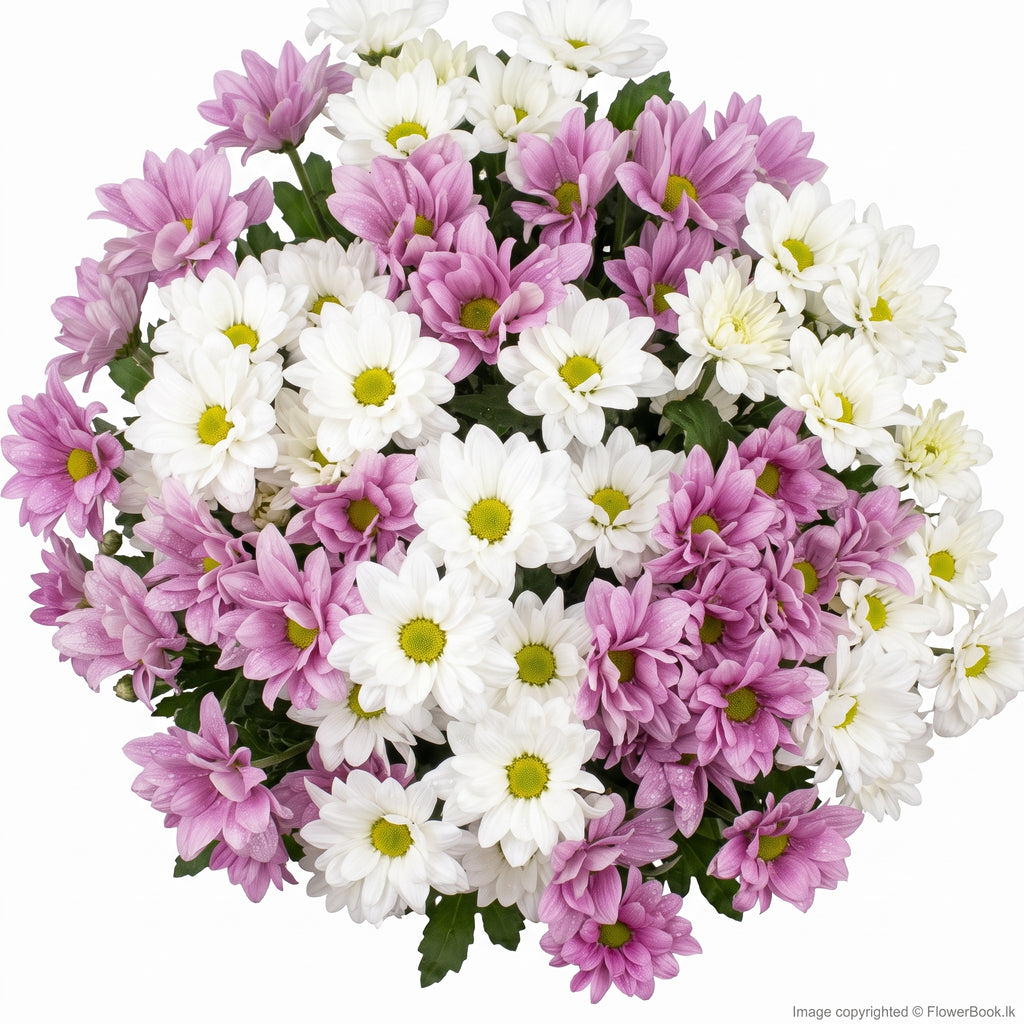 Mix Chryshanthimum Bunch 10 Nos