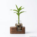 Single Plant