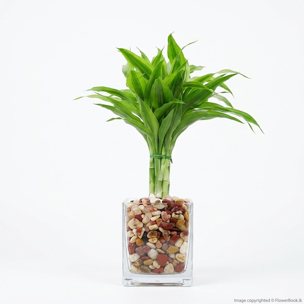 Lucky Bamboo Charm