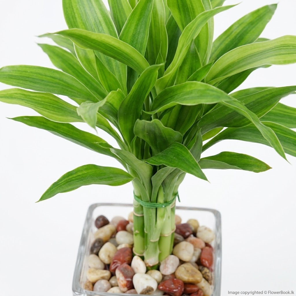 Lucky Bamboo Charm