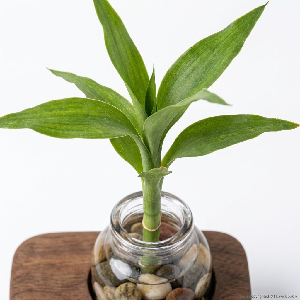 Single Plant