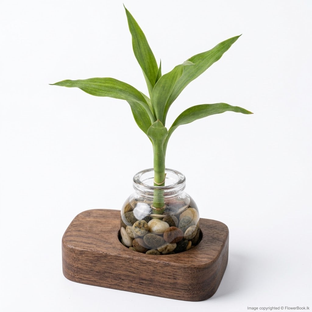 Single Plant