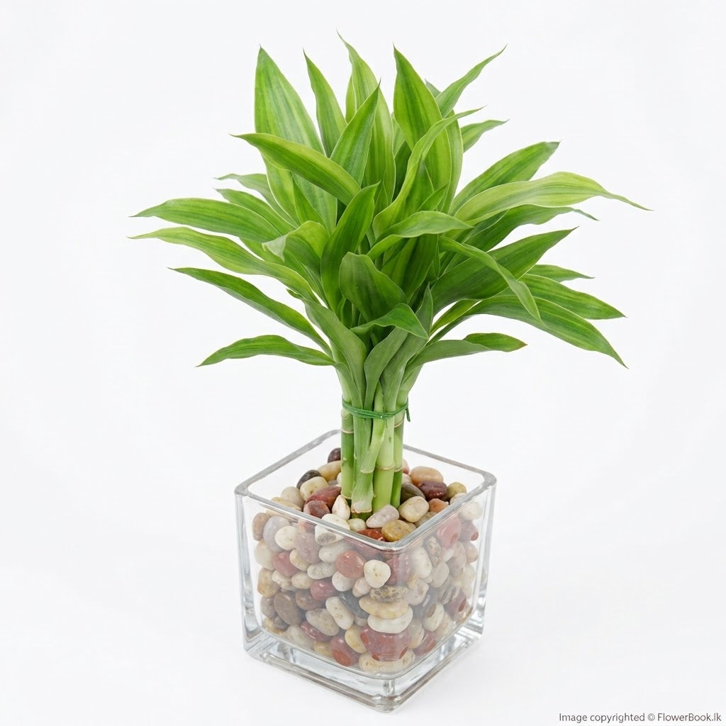 Lucky Bamboo Charm