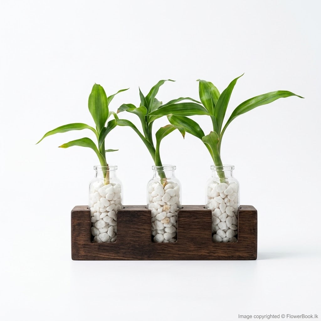 Three Cute Babies